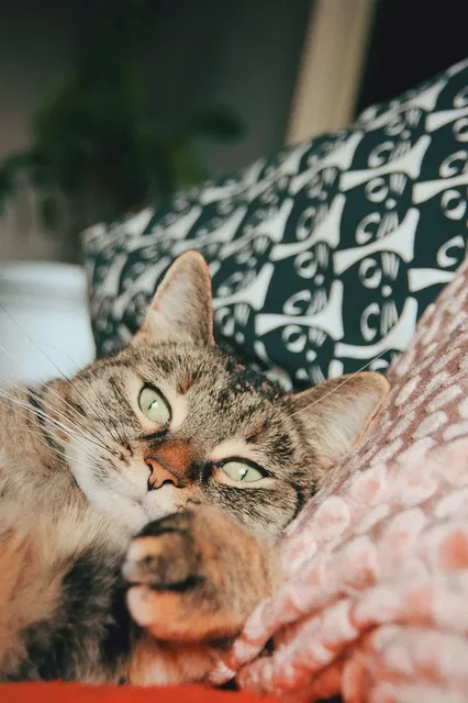 Family resting on couch