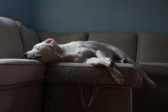 Man On A Couch